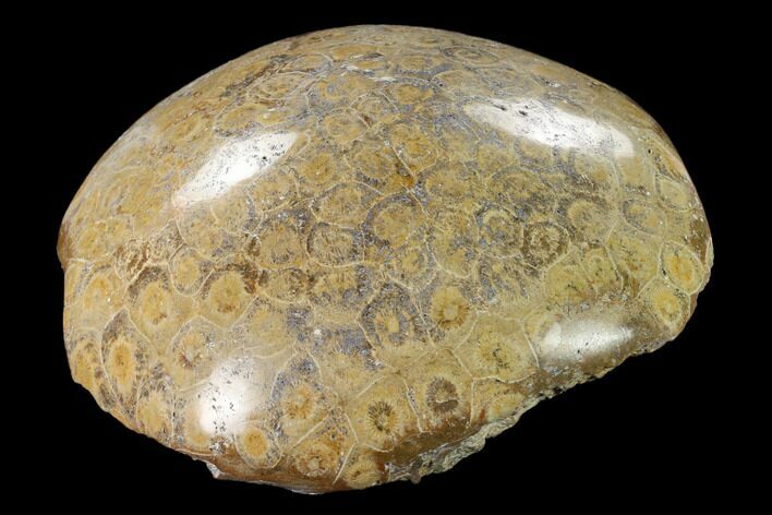 Polished Fossil Coral (Actinocyathus) Head - Morocco #157534